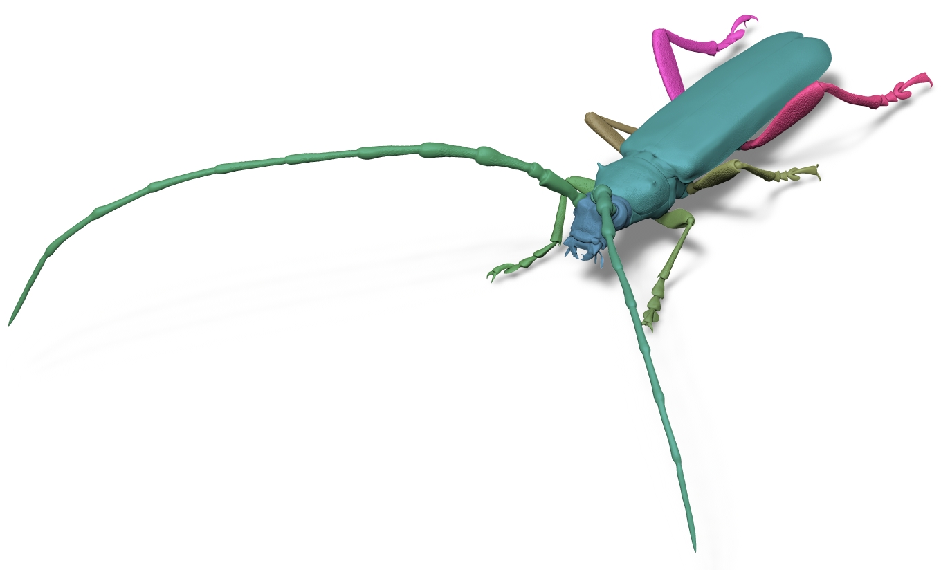 Alpine longhorn beetle - Rosalia alpina