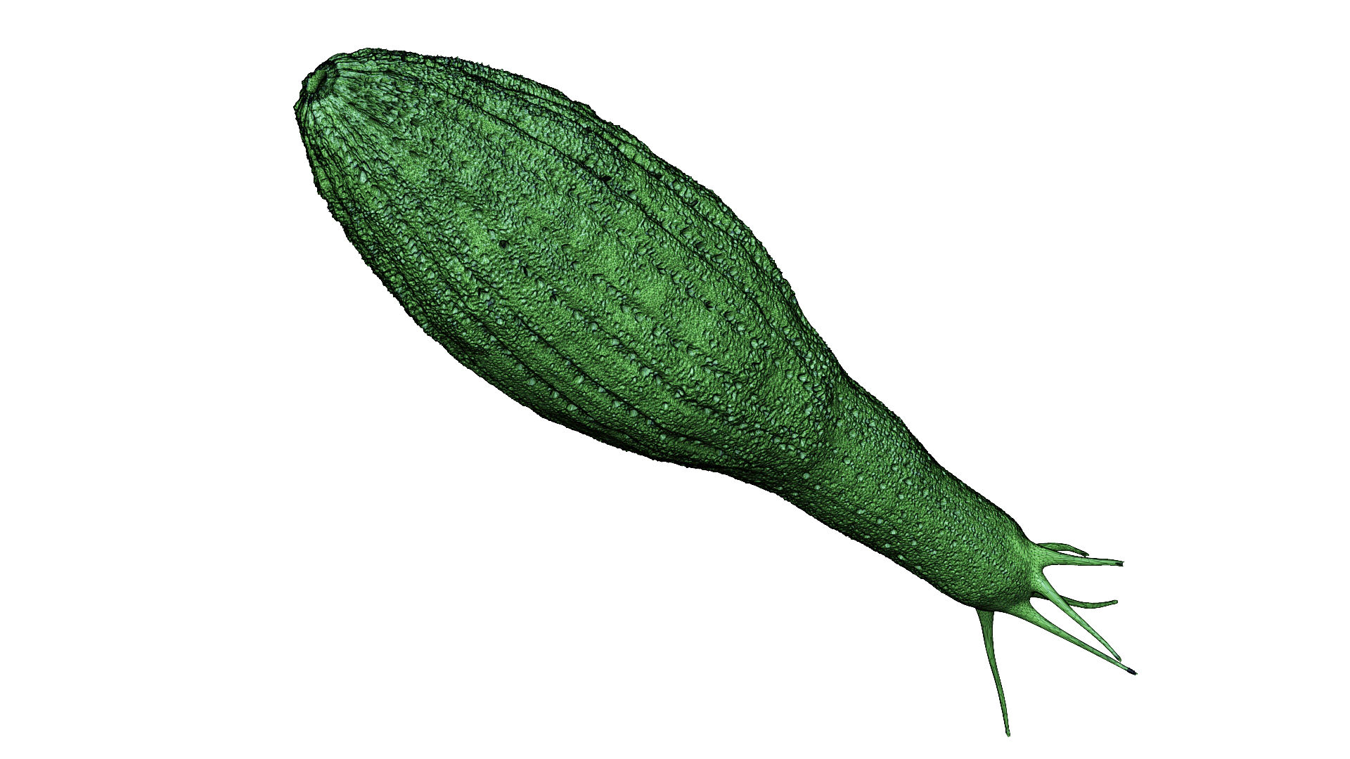 Sponge - Aulaxinia sp.