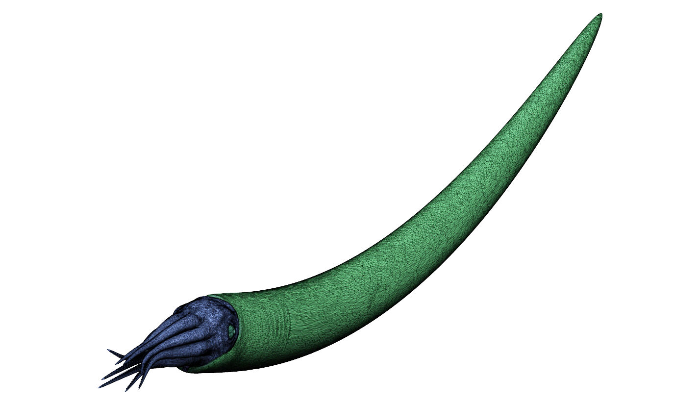Ammonoid - Baculites