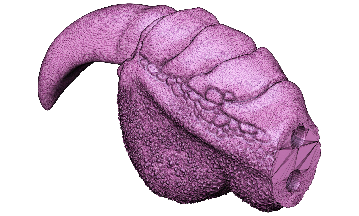 Bearded vulture claw