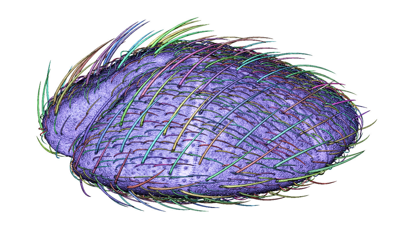 Sea urchin - Cardiaster granulosus