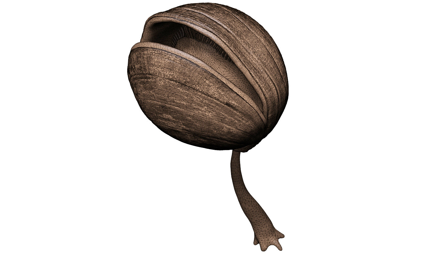 Brachiopoda - Cathwinothyris subcardinalis