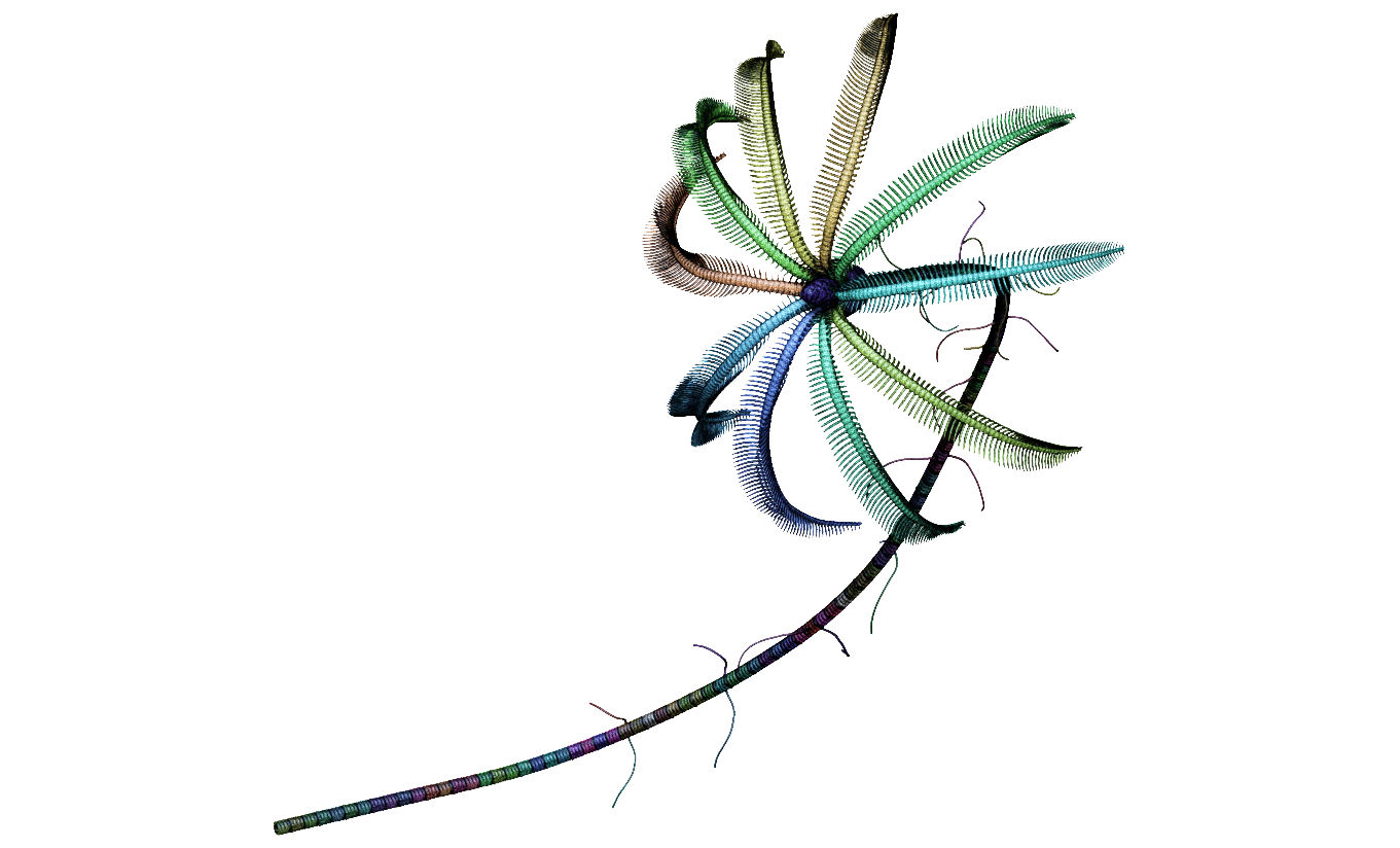 Sea lily - Crinoid - Isselicrinus buchii