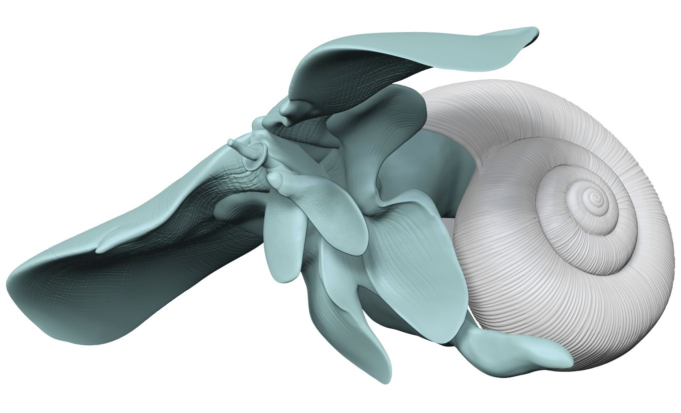 Sea snail - Limacina helicina