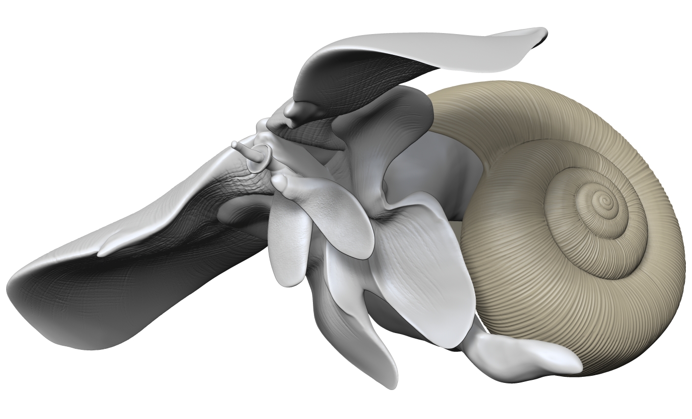 Sea snail - Limacina helicina