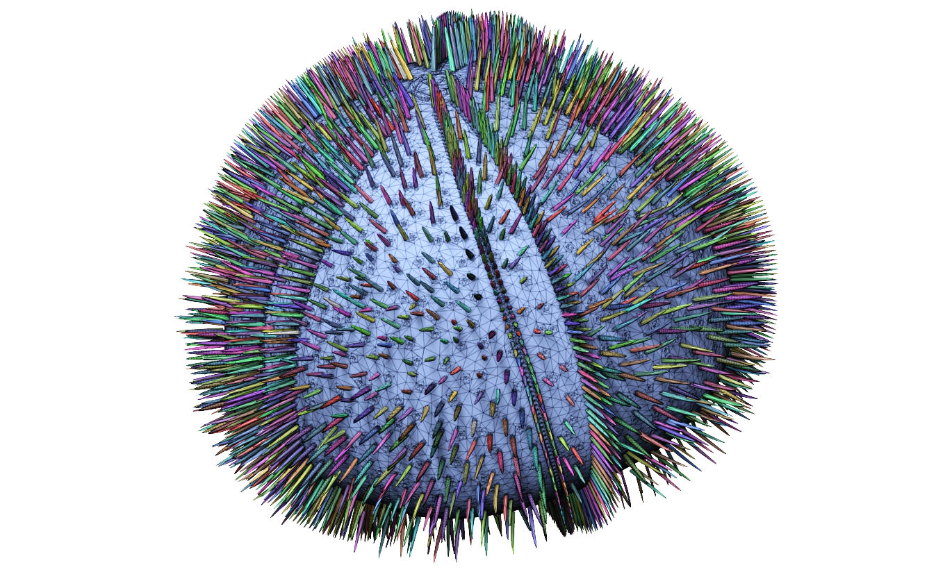 Sea urchin - Galerites vulgaris