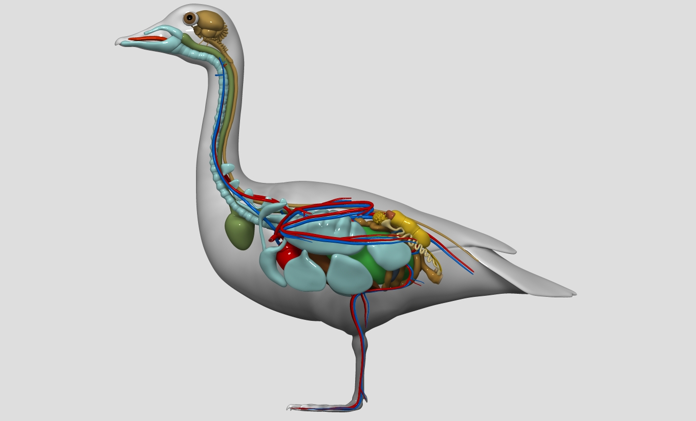 Anatomy of a goose - goose standing