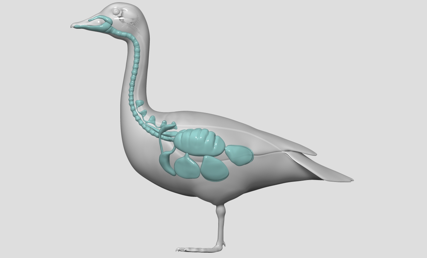 Anatomy of a goose - goose standing