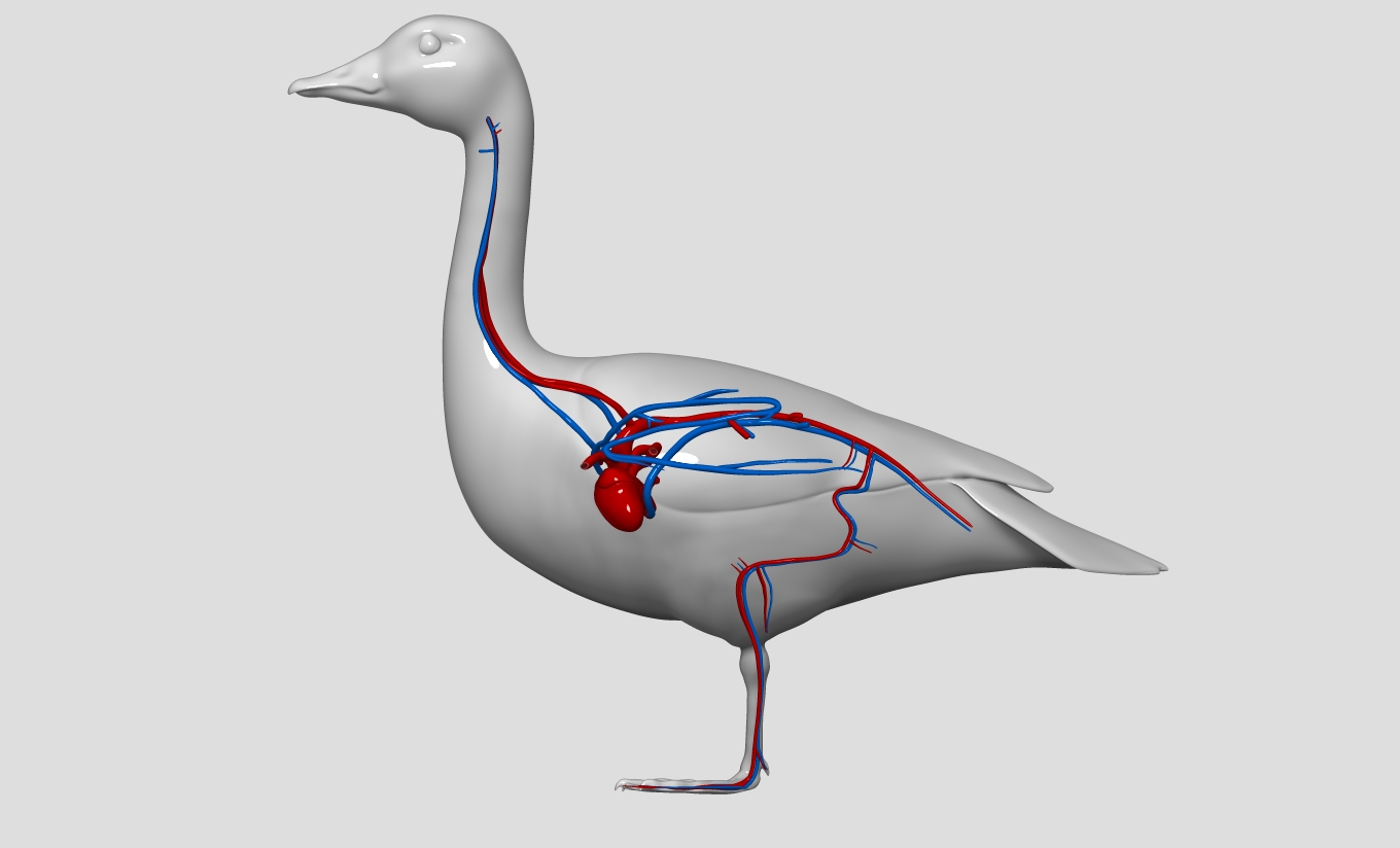 Anatomy of a goose - goose standing