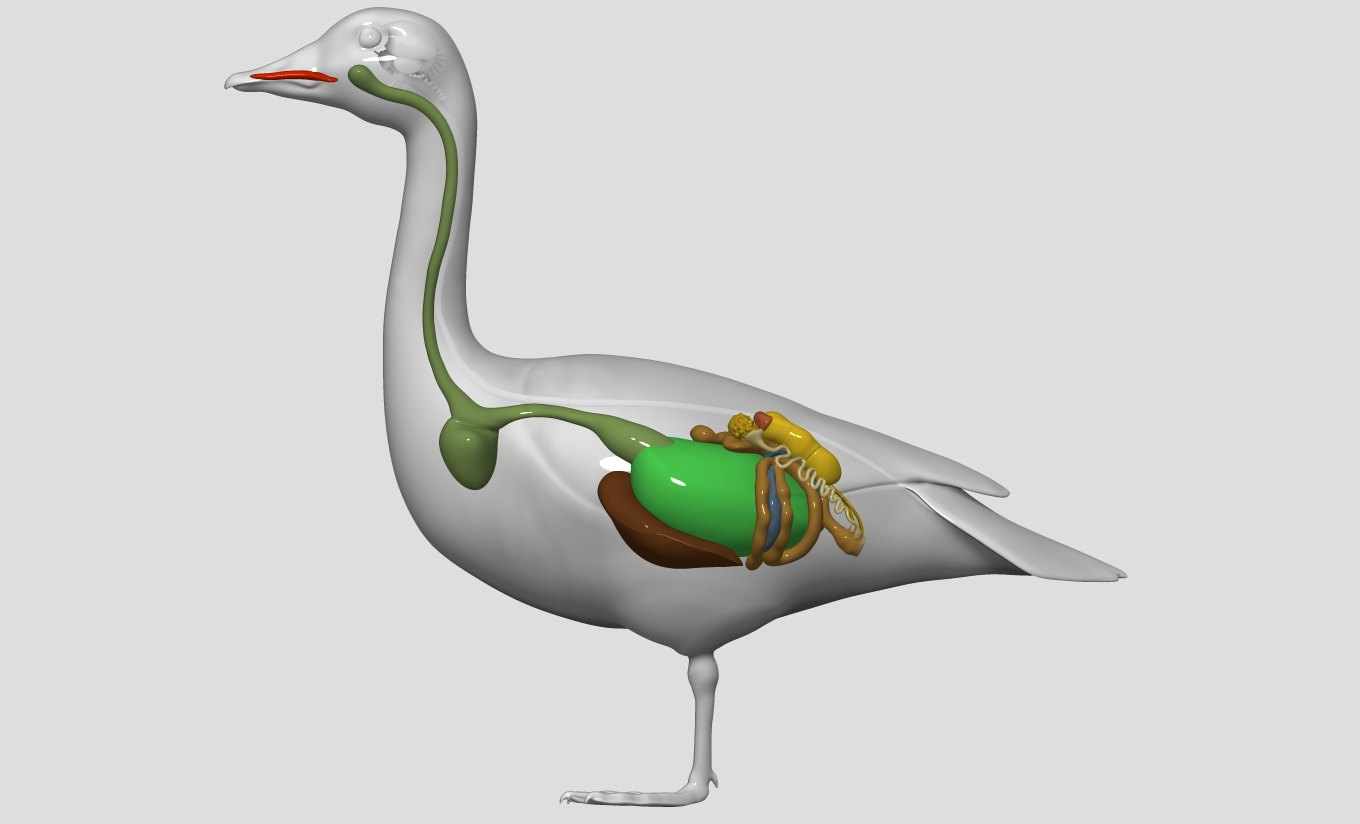 Anatomy of a goose - goose standing