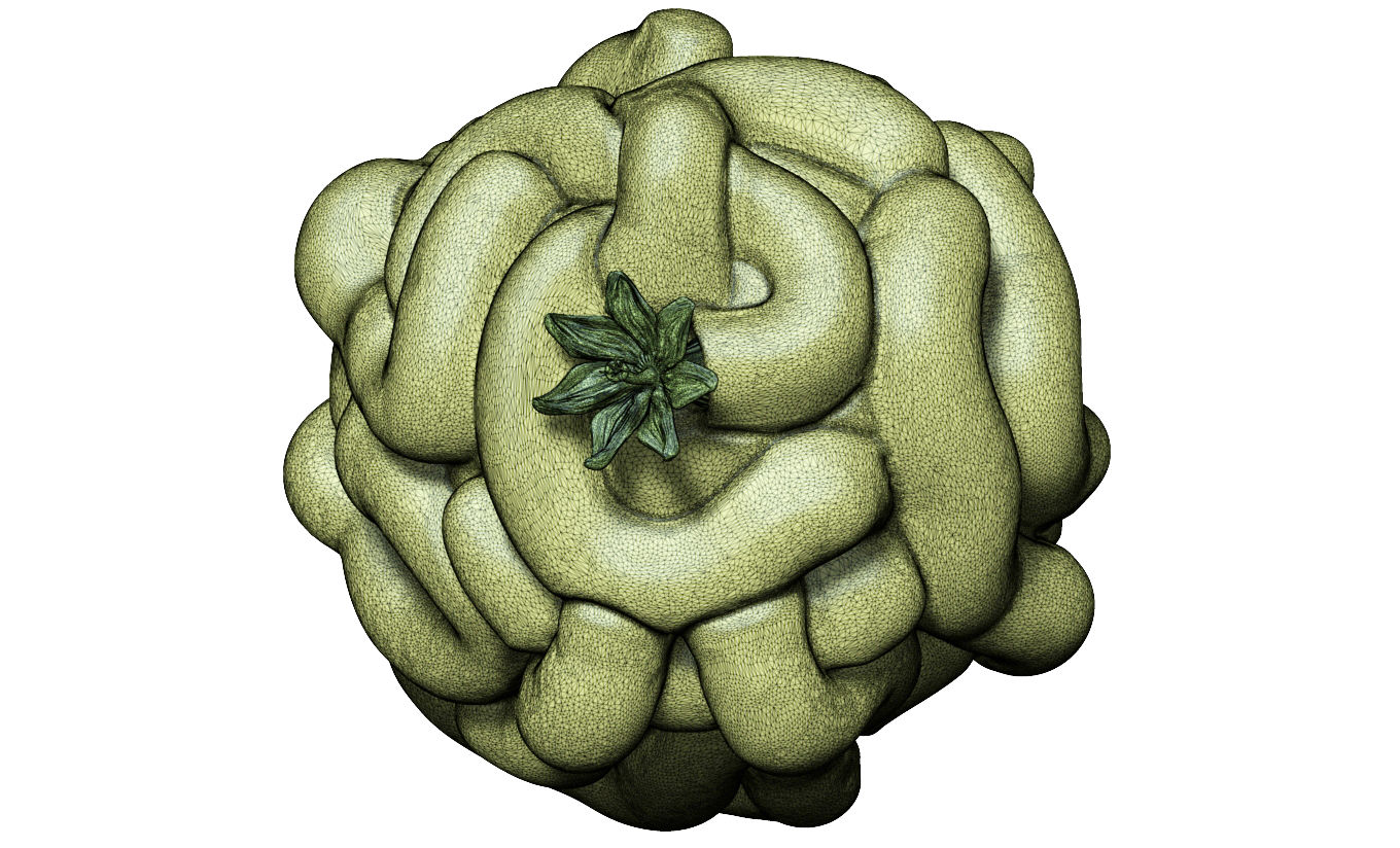 Tube-building annelid worm - Glomerula