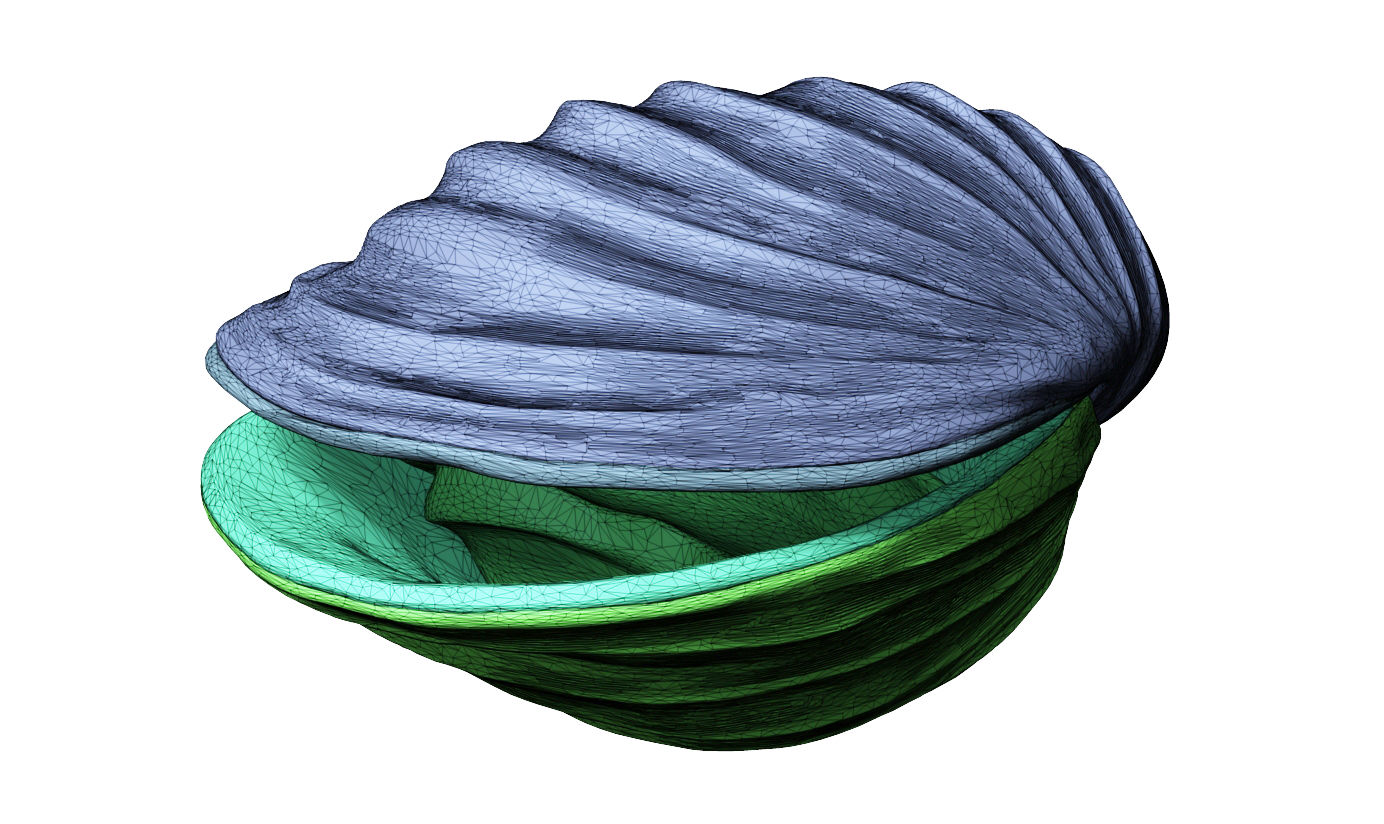 Seashell - Inoceramus sp.