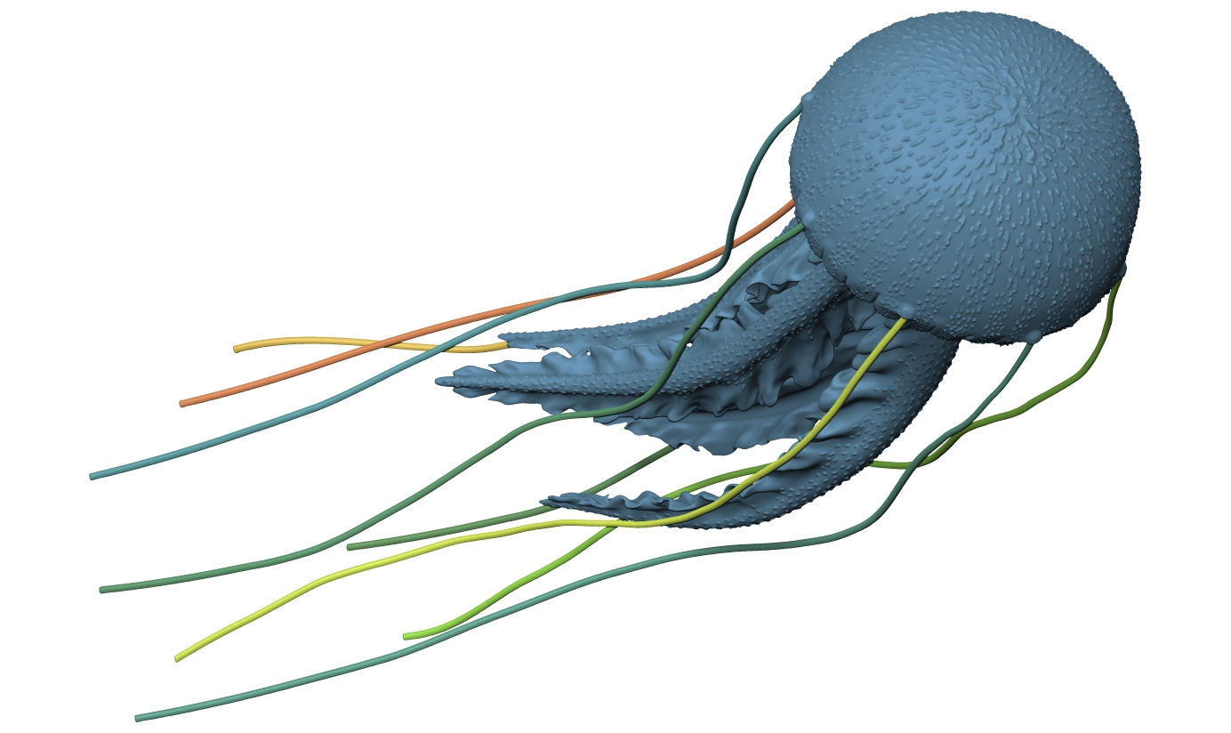 Jellyfish - Pelagia noctiluca