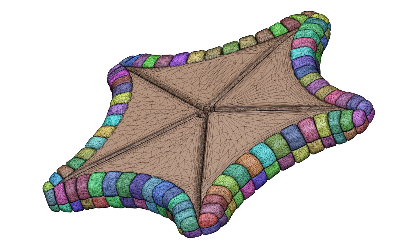 Starfisch -&nbsp;Asteroidea