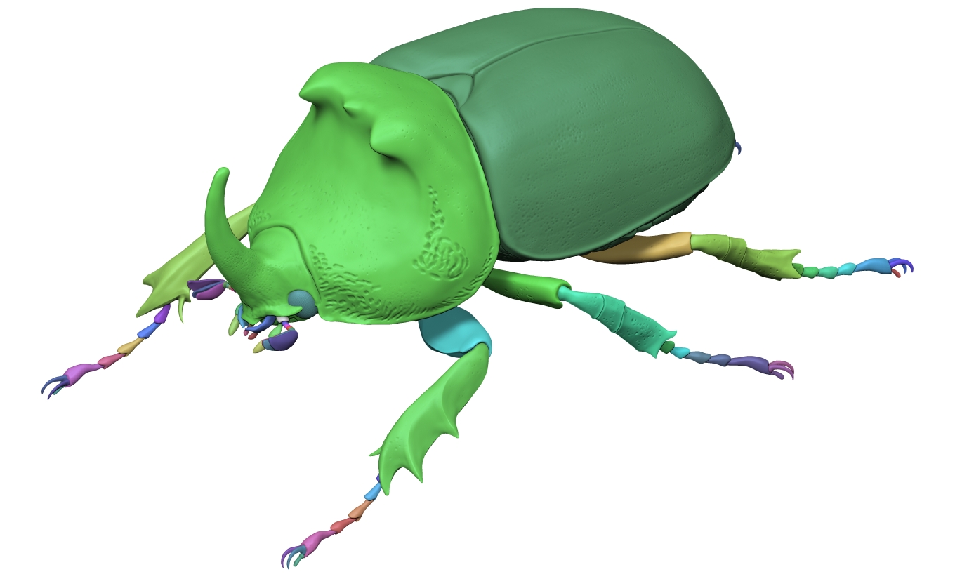 European rhinoceros beetle -&nbsp;Oryctes nasicornis