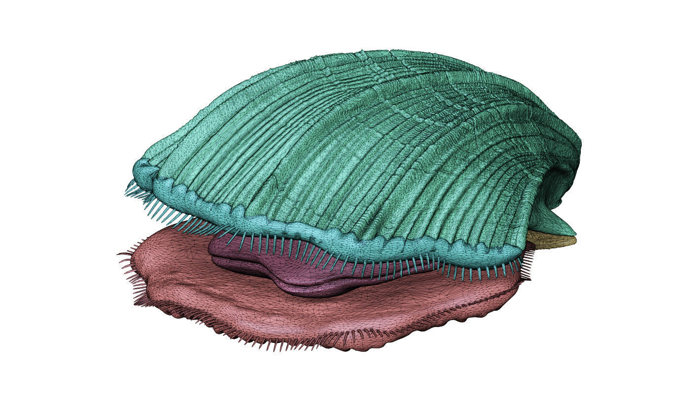 Seashell - Neithea sp