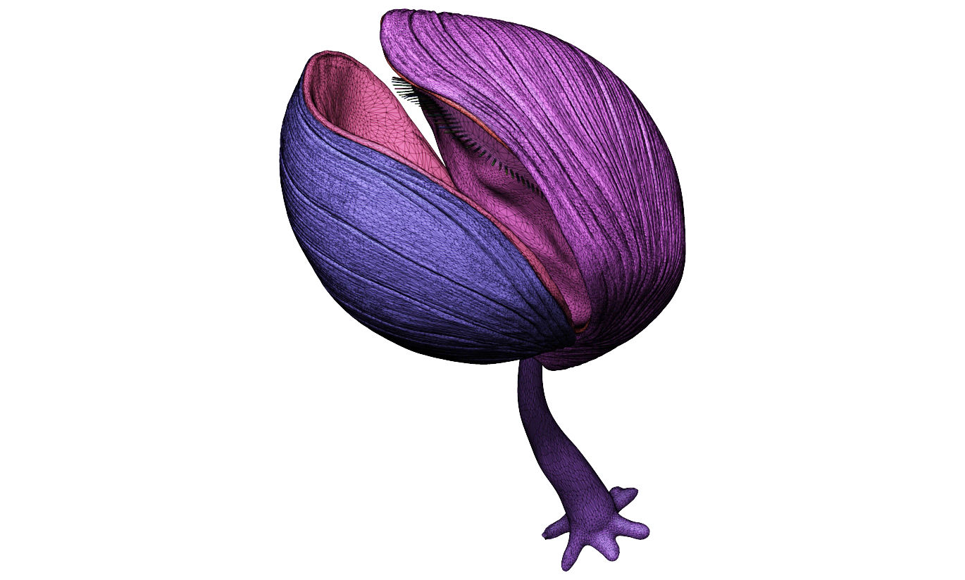 Brachiopoda - Neoliothyrna obesa