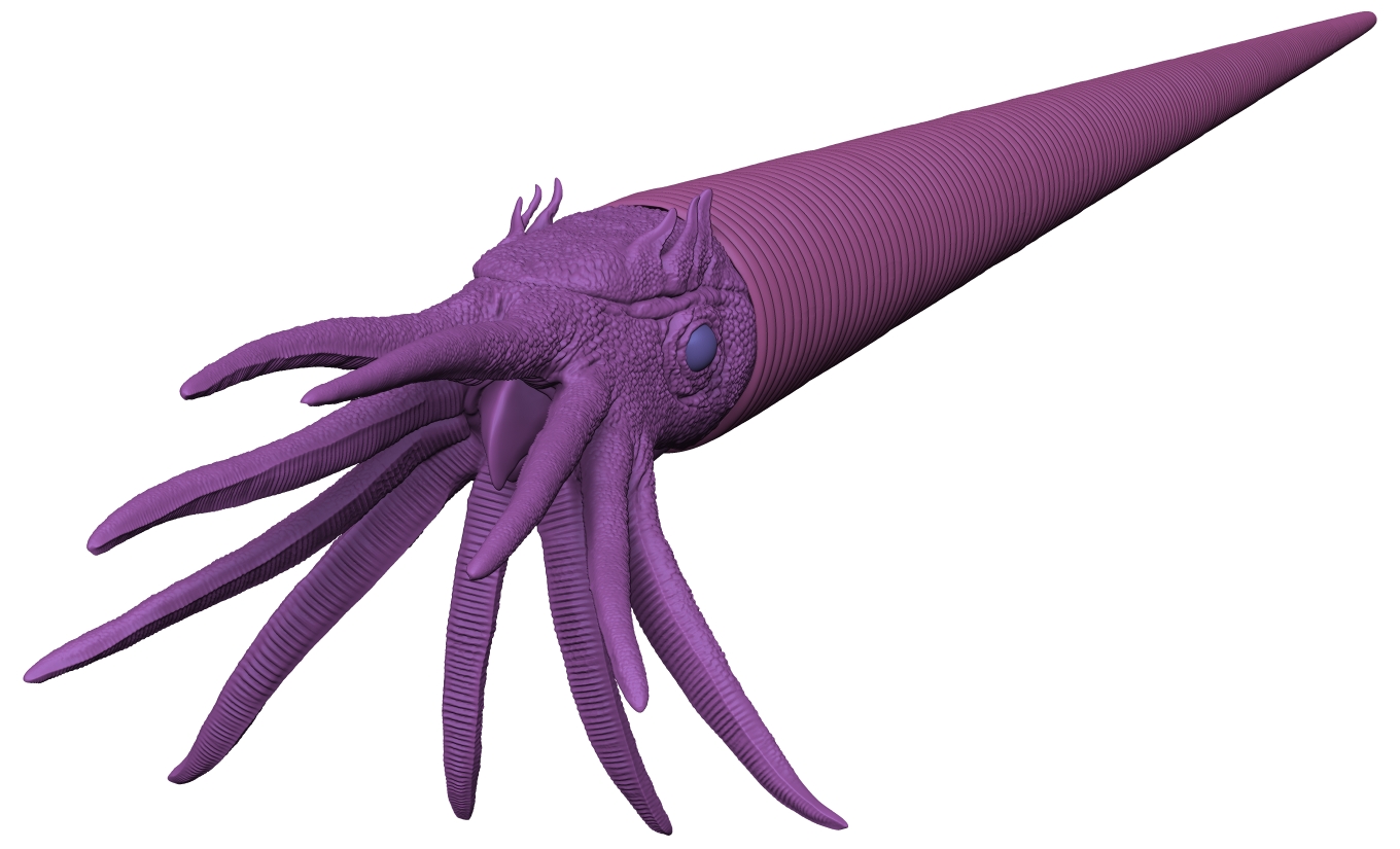 Orthoceras -&nbsp;nautiloid cephalopod