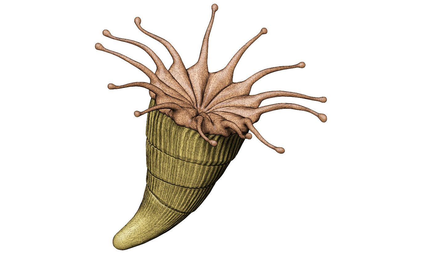 Coral - Parasmilia excavata