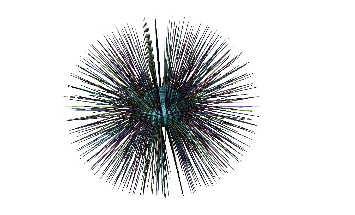 Sea urchin - Phymosoma princeps