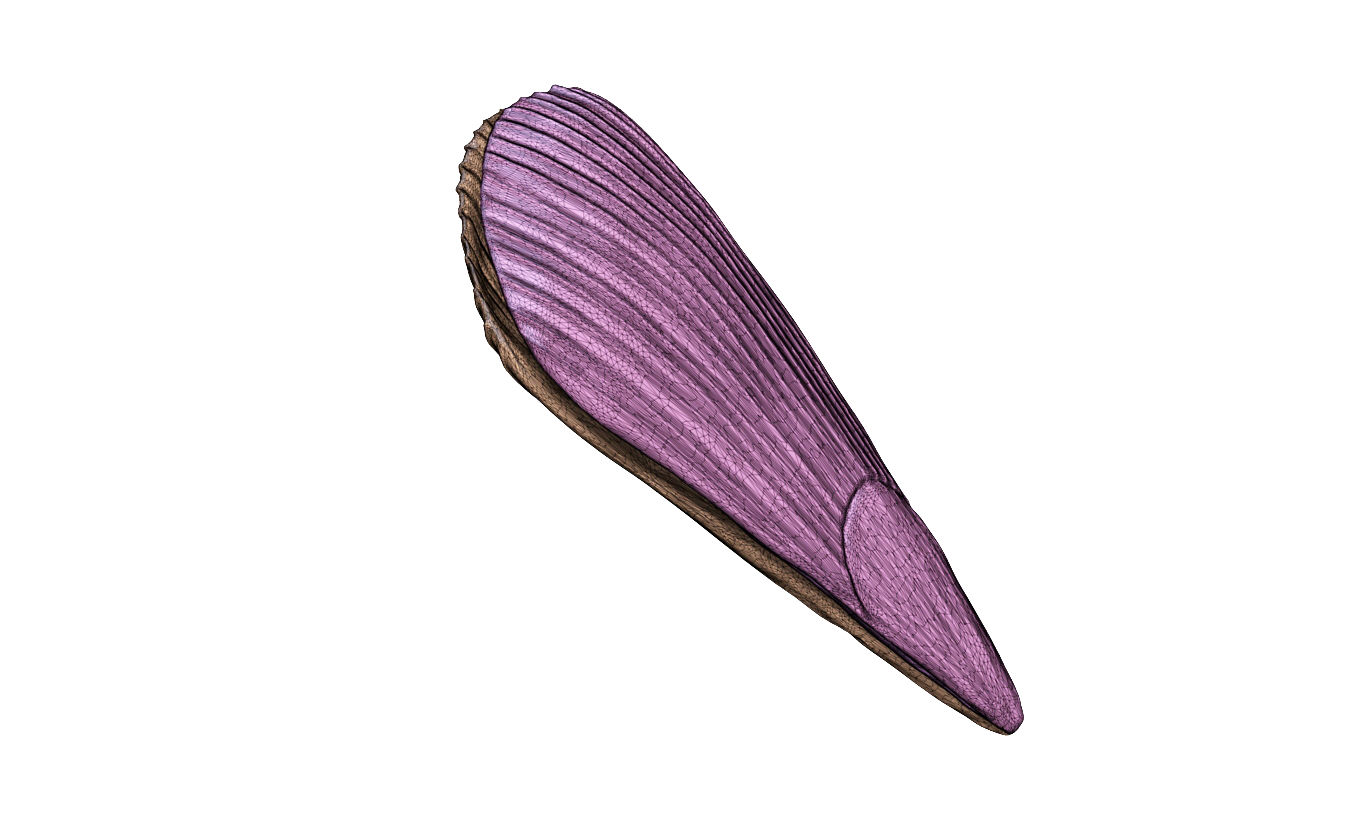 Seashell - Pinna decussata