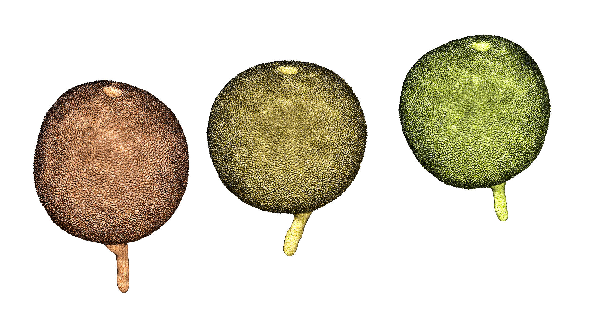 Sponge - Plinthosella squamosa