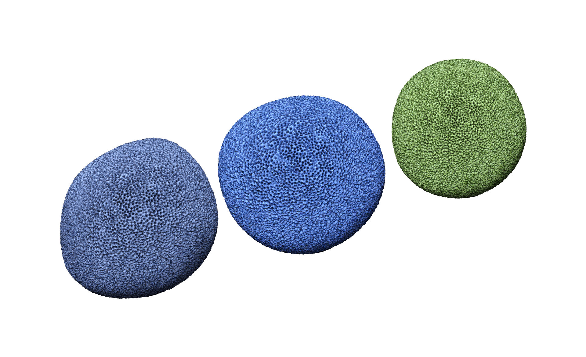 Sponge - Porosphaera globularis