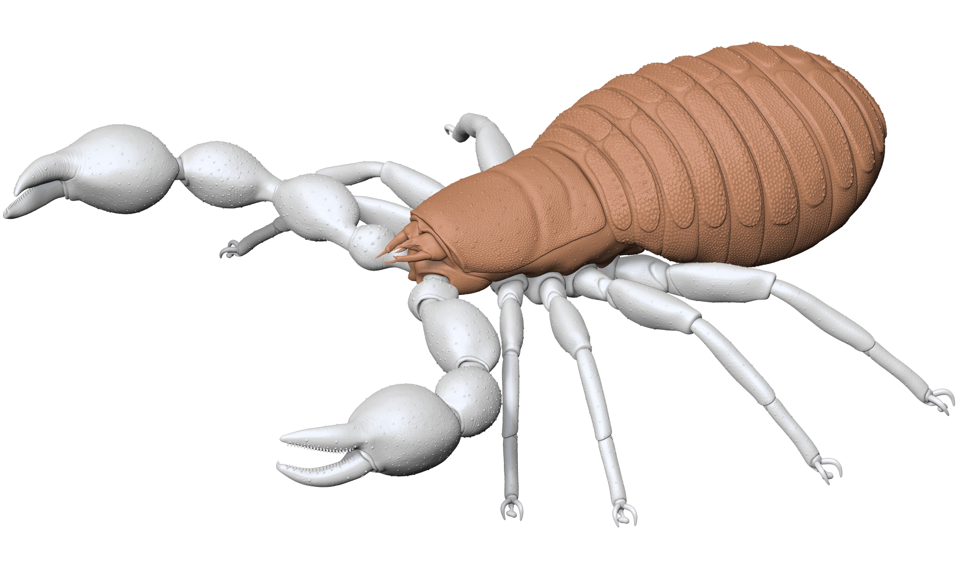 Pseudoscorpion - Dendrochernes cyrneus LowRes
