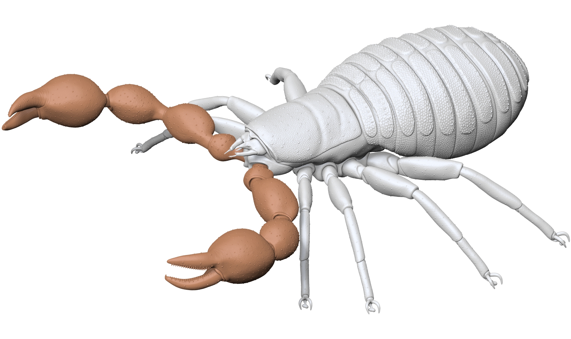 Pseudoscorpion - Dendrochernes cyrneus LowRes