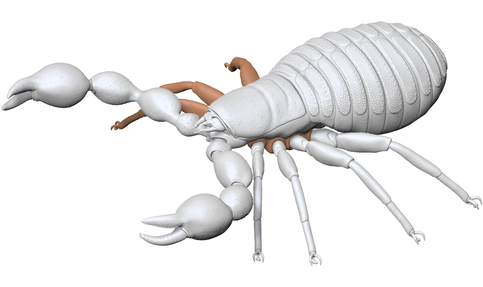 Pseudoscorpion - Dendrochernes cyrneus LowRes