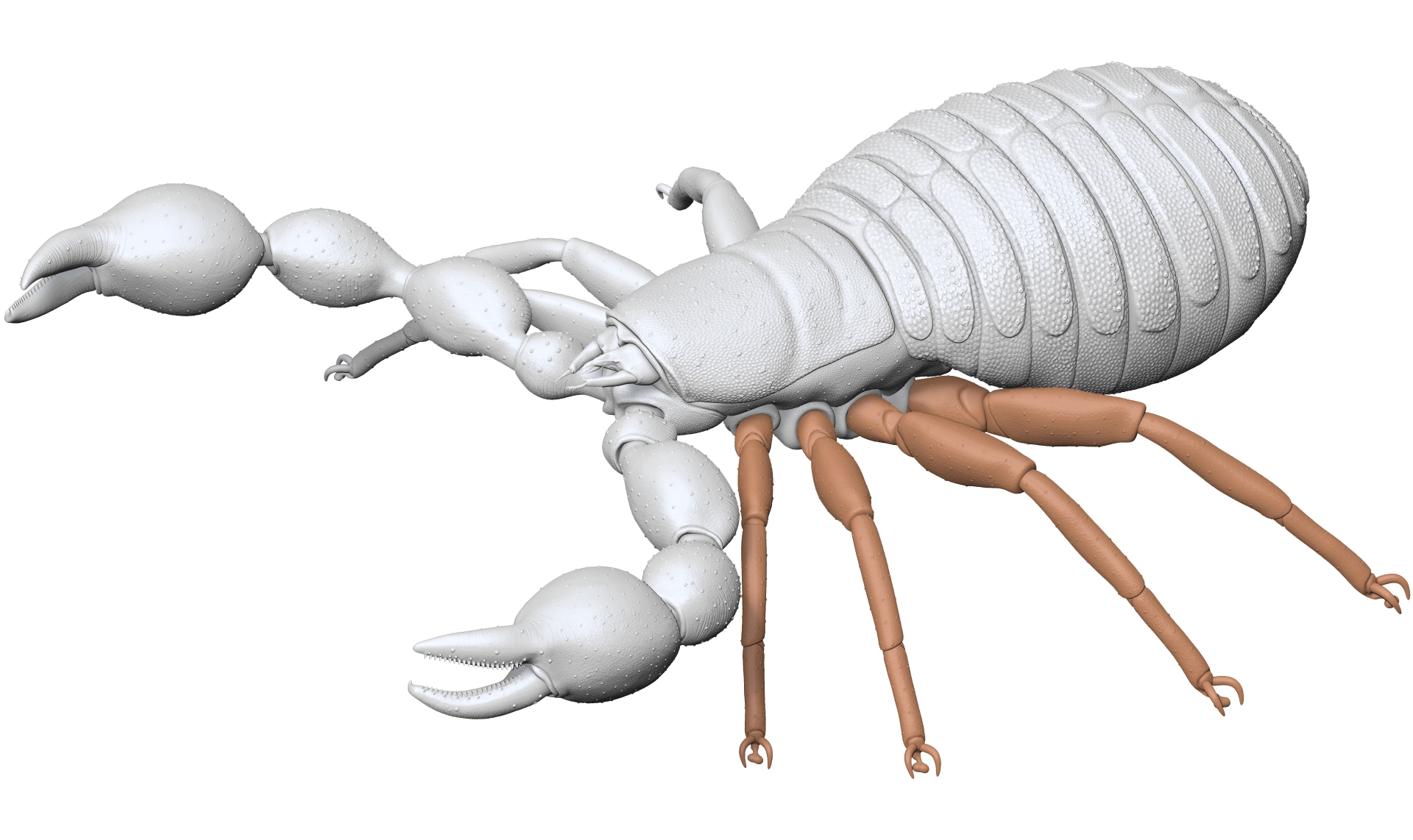Pseudoscorpion - Dendrochernes cyrneus LowRes
