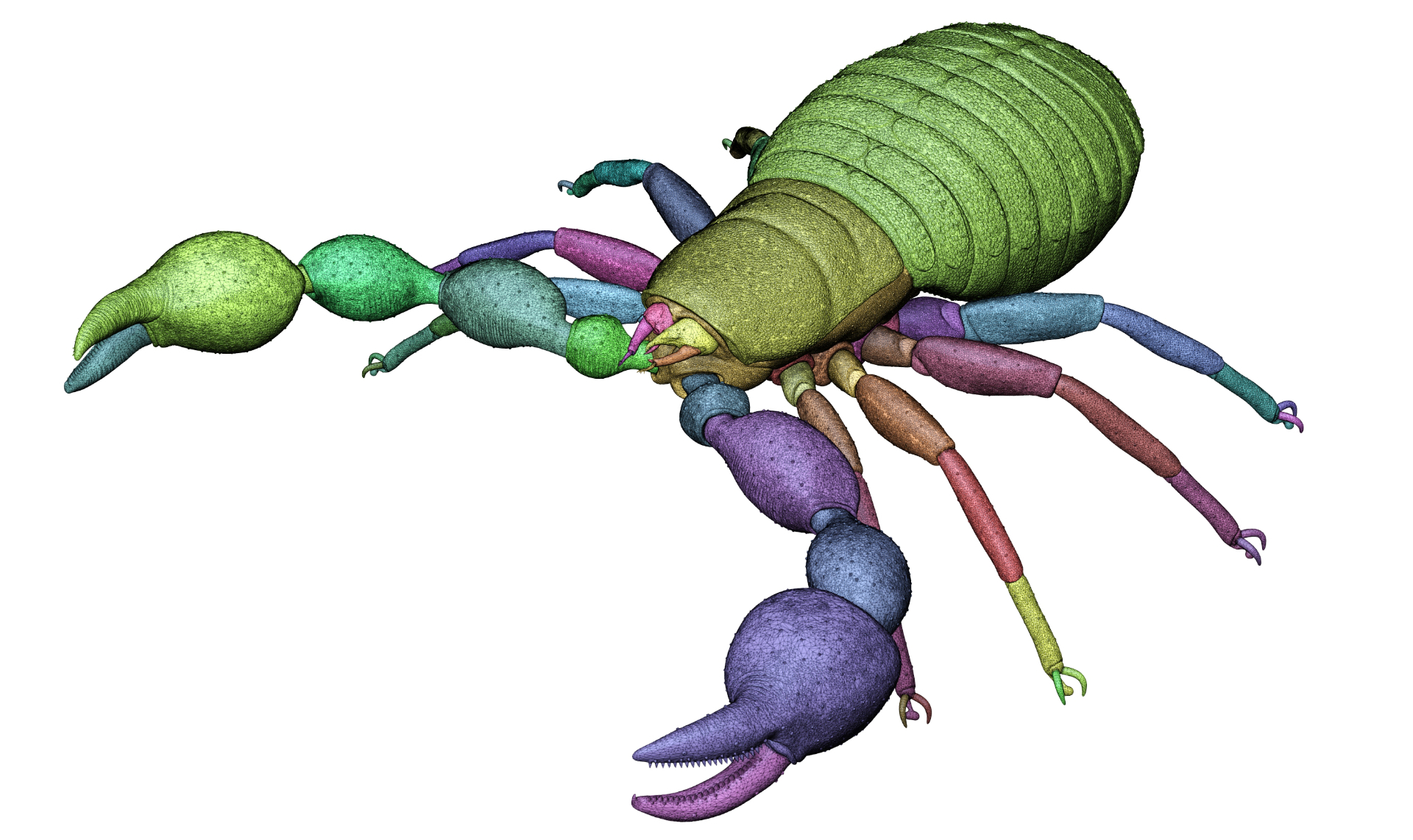 Pseudoscorpion - Dendrochernes cyrneus LowRes