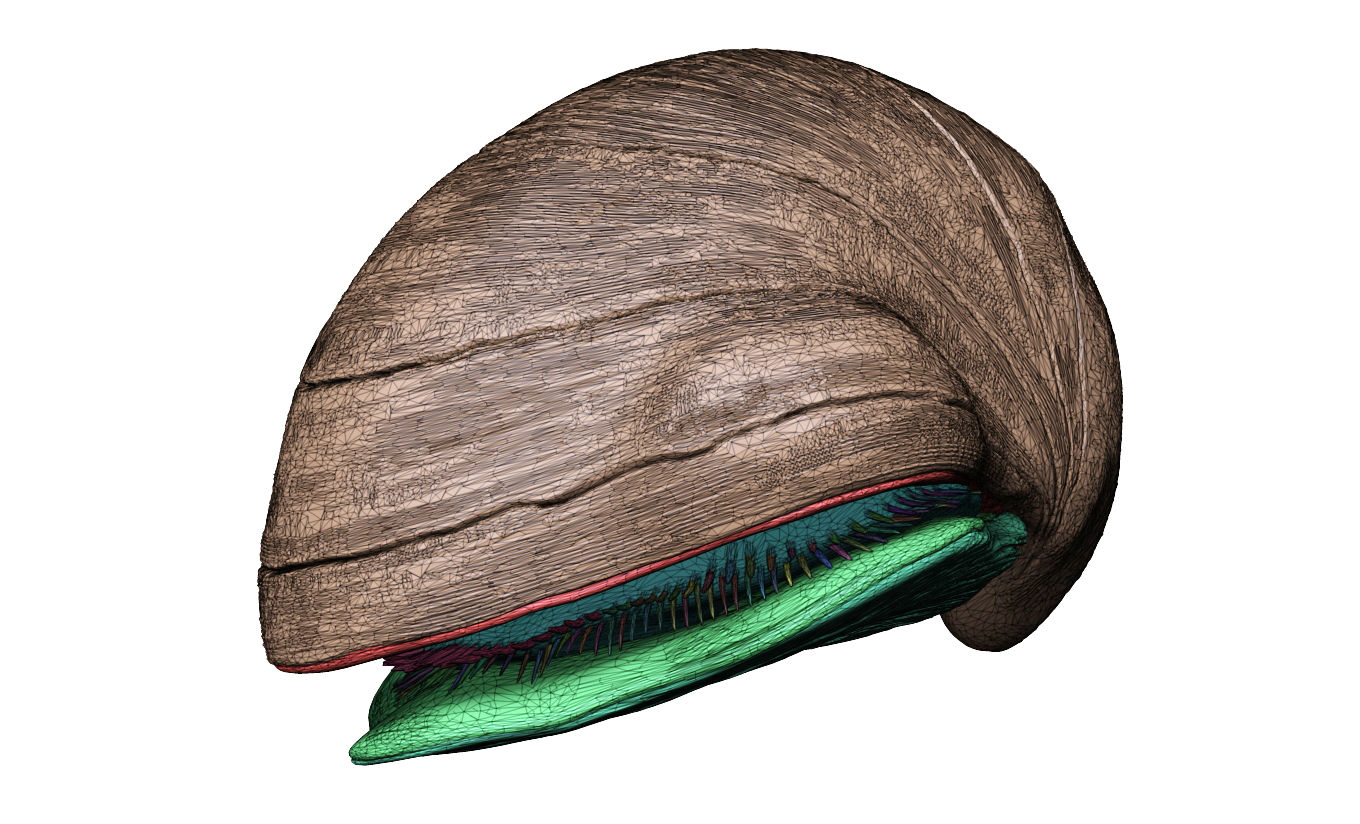 Seashell - Pycnodonte vesiculares