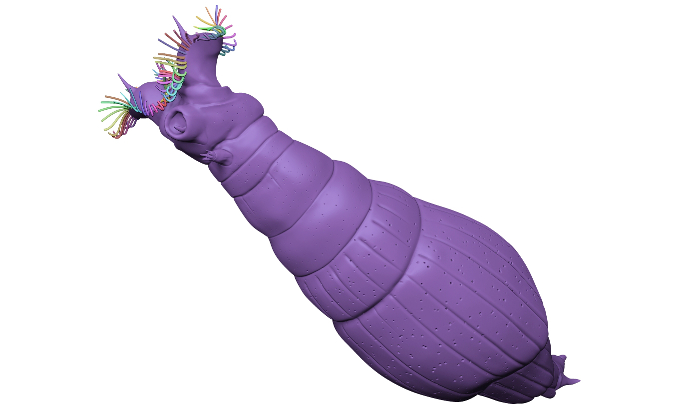 Wheel animal - Rotifer