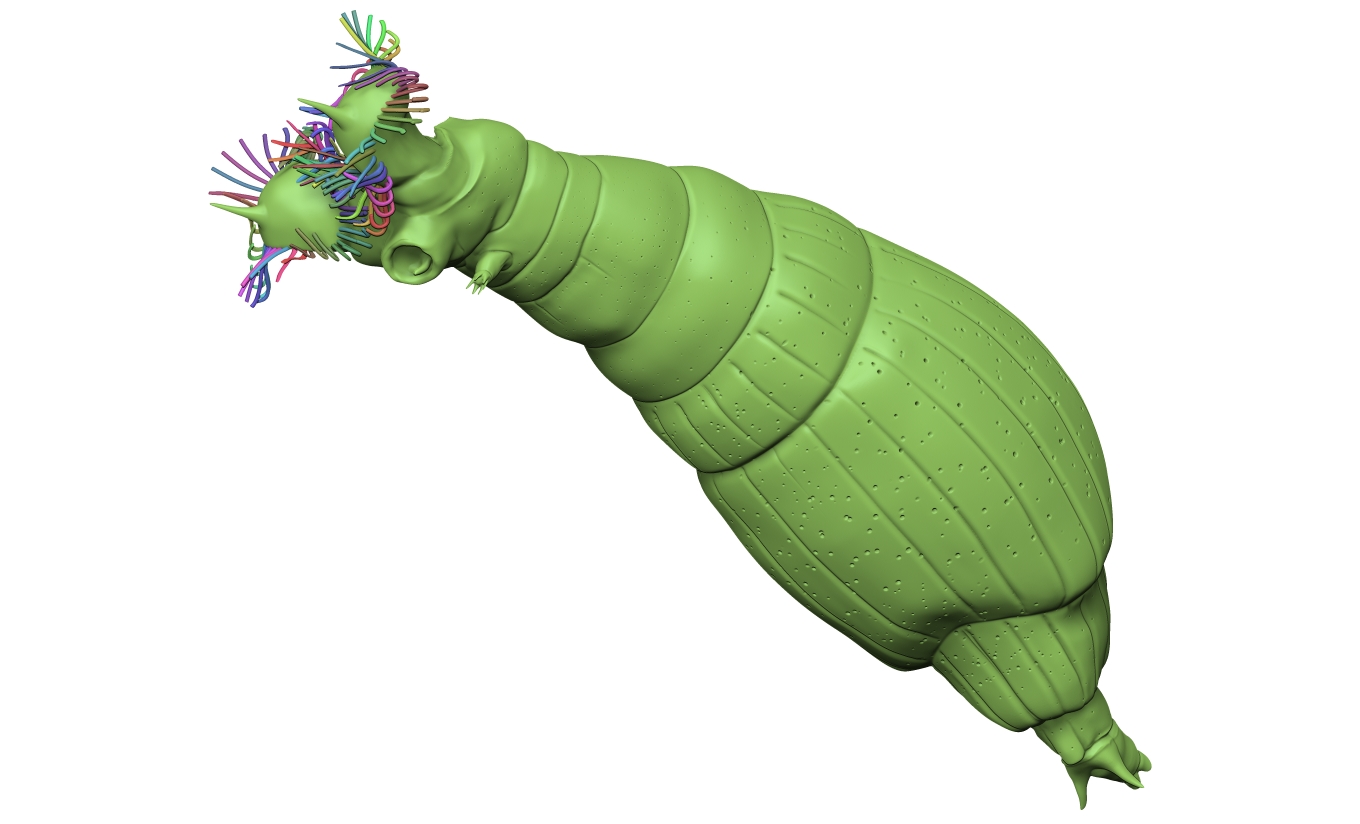 Wheel animal - Rotifer