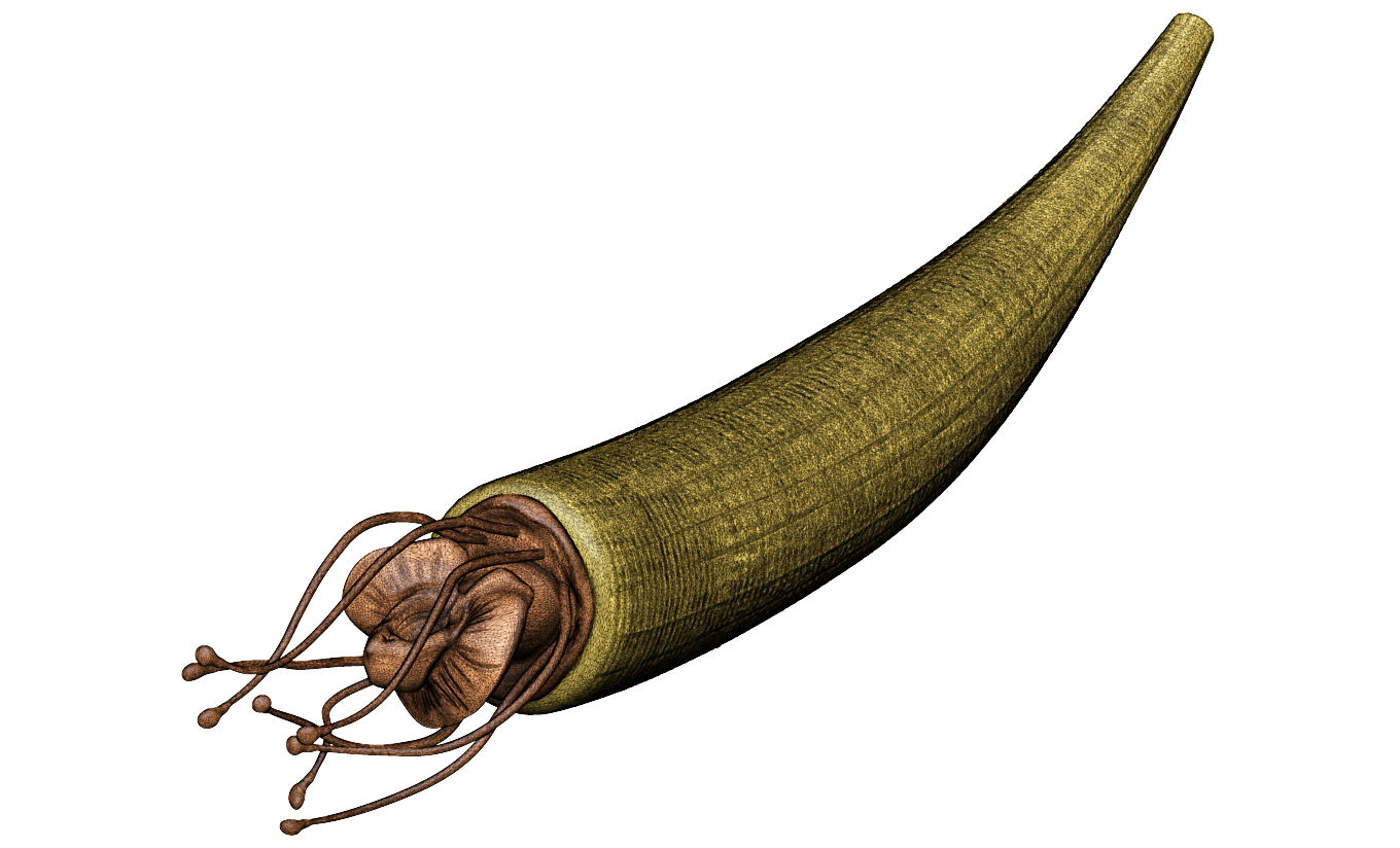 Tooth shells - Scaphopoda