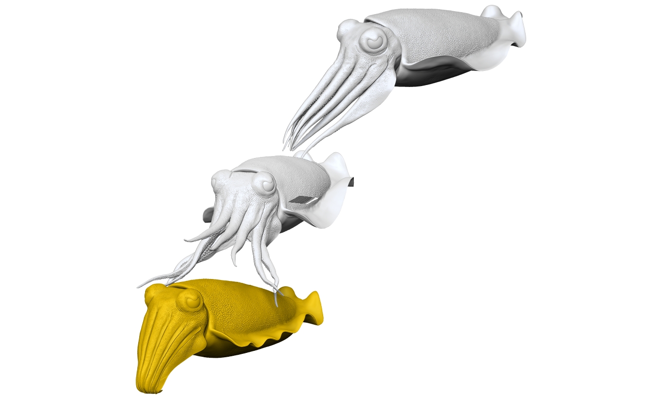 Cuttlefish - Sepiida