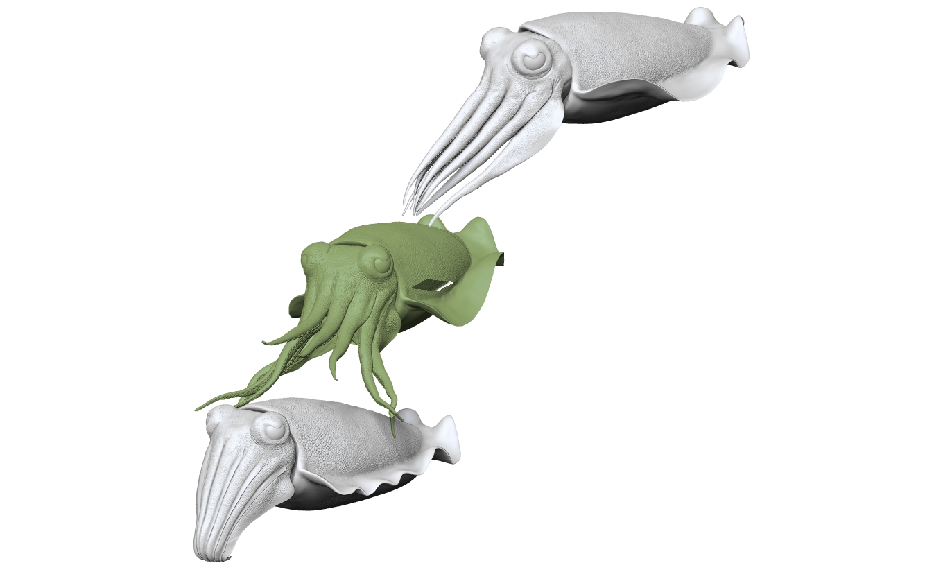 Cuttlefish - Sepiida