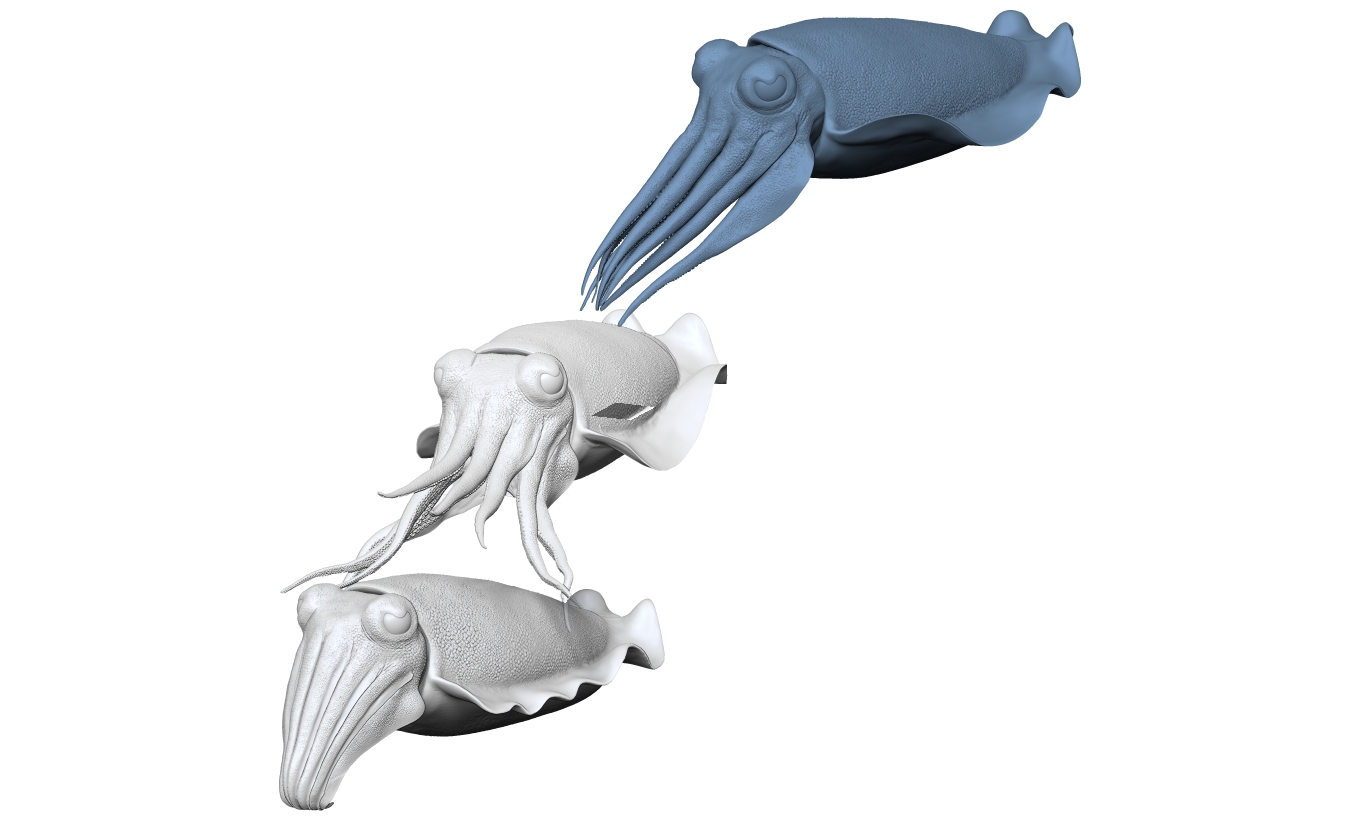 Cuttlefish - Sepiida