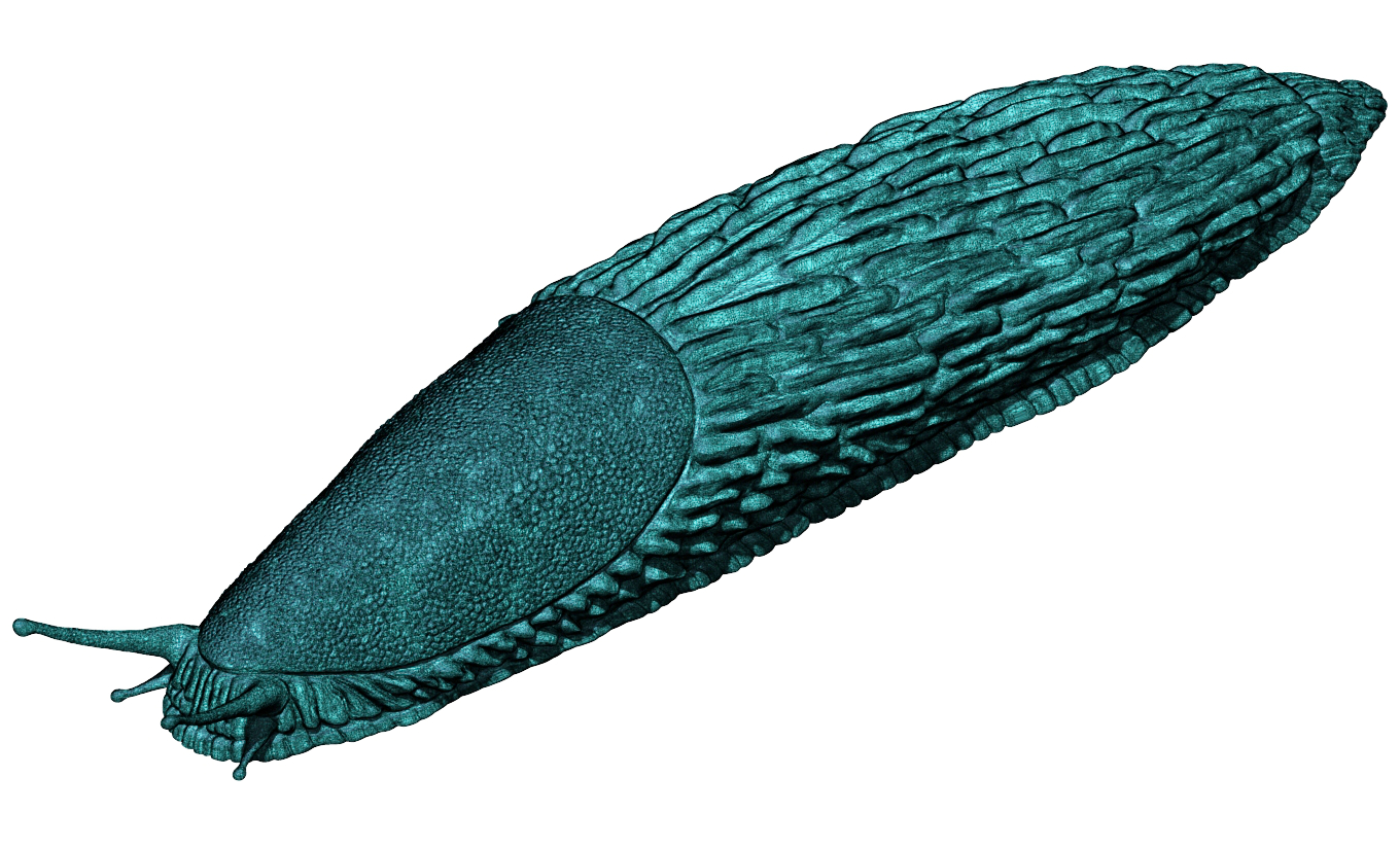 Spanish slug - Arion vulgaris