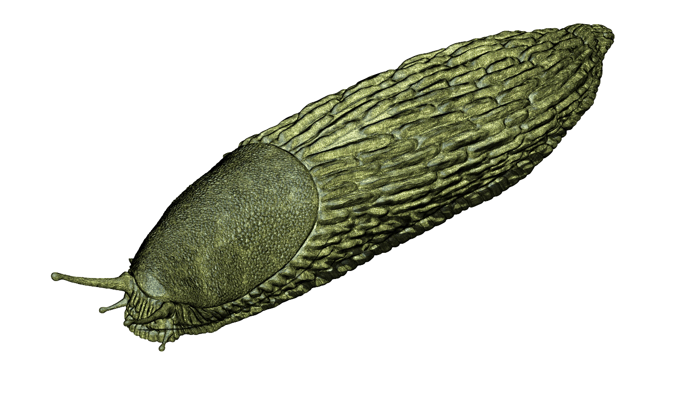 Spanish slug - Arion vulgaris