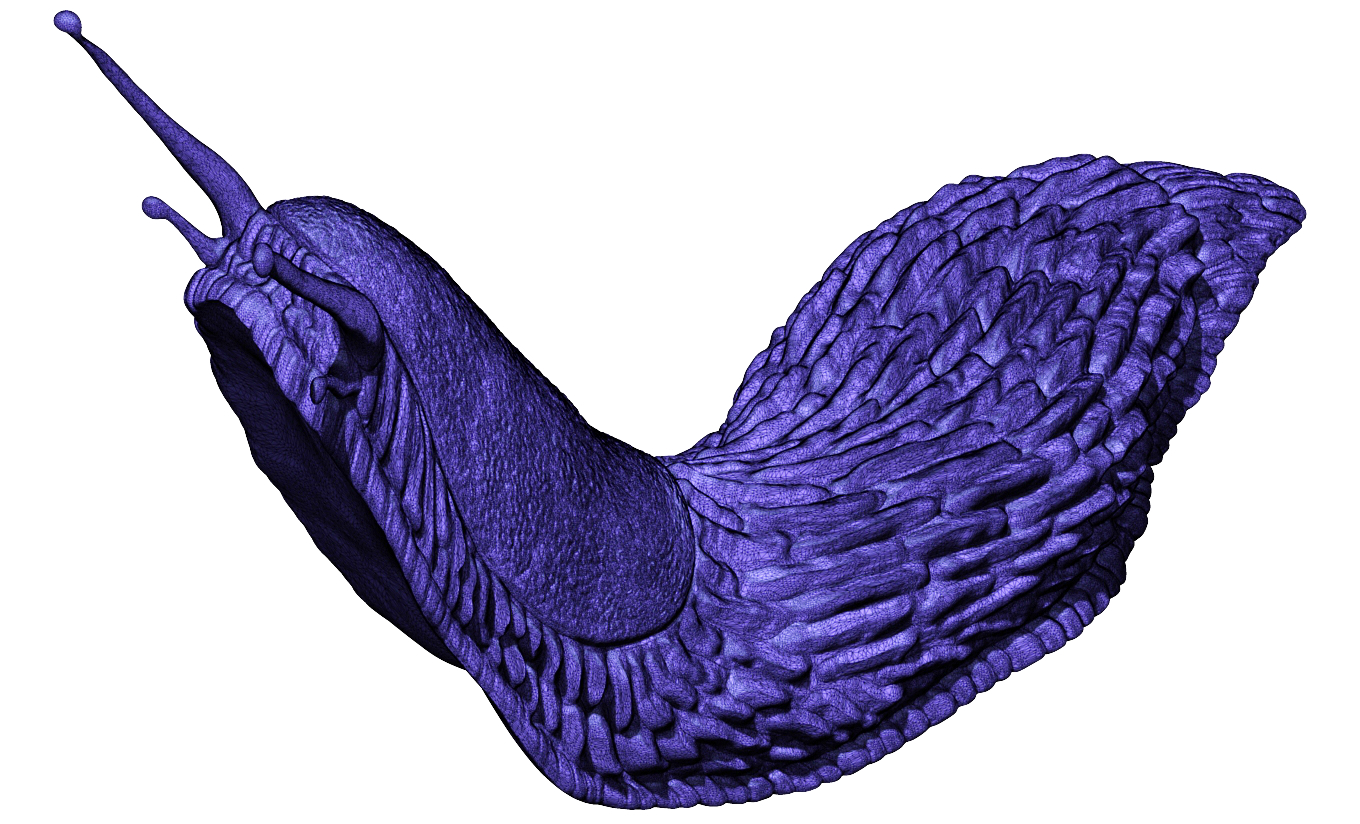 Spanish slug - Arion vulgaris