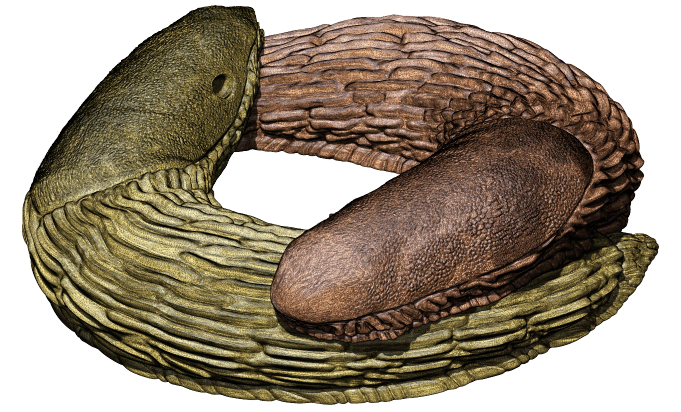 Spanish slug - Arion vulgaris