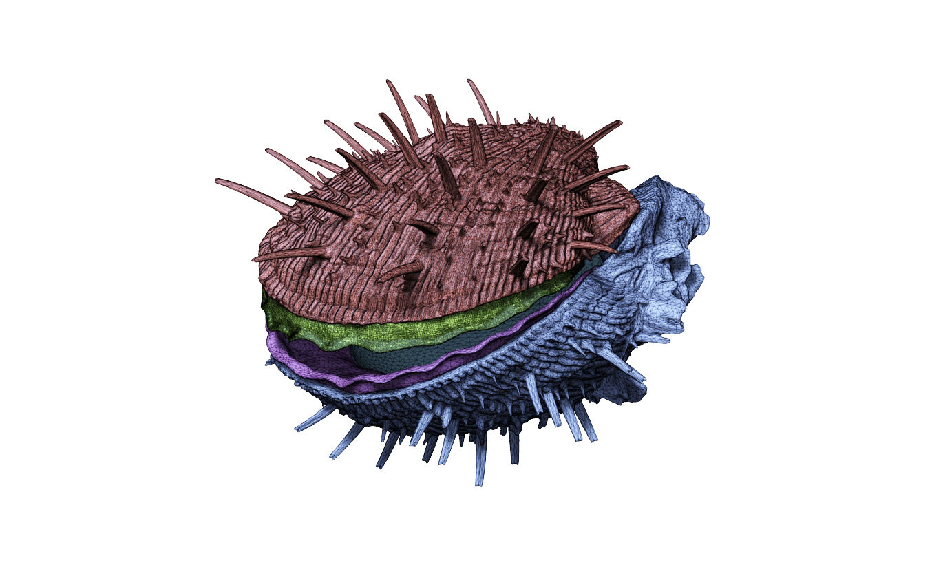 Seashell - Spondylus fimbricatus
