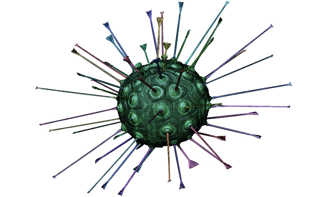 Sea urchin - Stereocidaris hagenowi