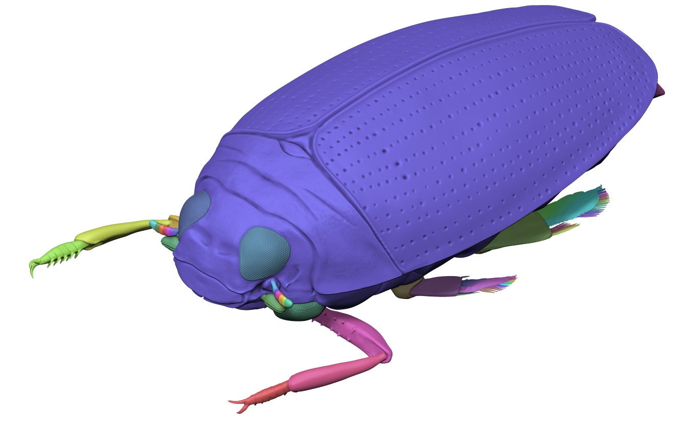 Whirligig beetles - Gyrinidae