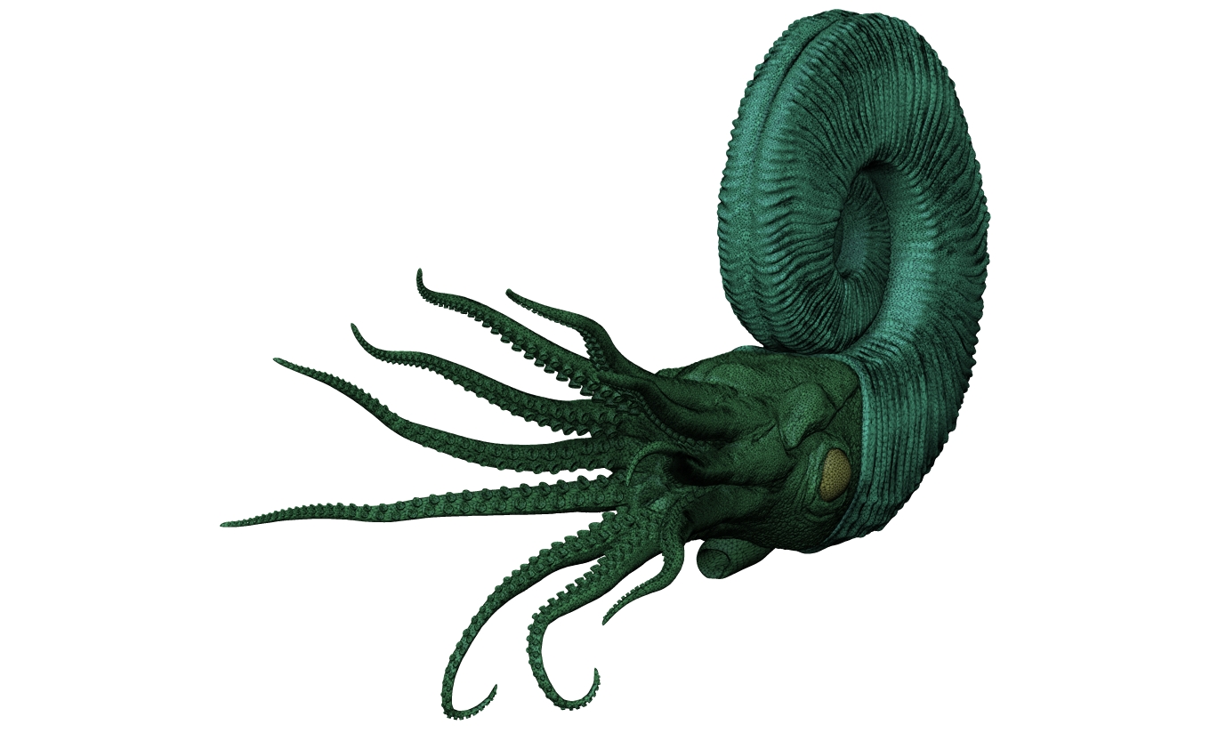 Ammonoid - Trachyceras