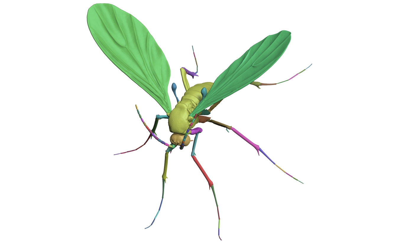 Dark-winged fungus gnat - Sciaridae