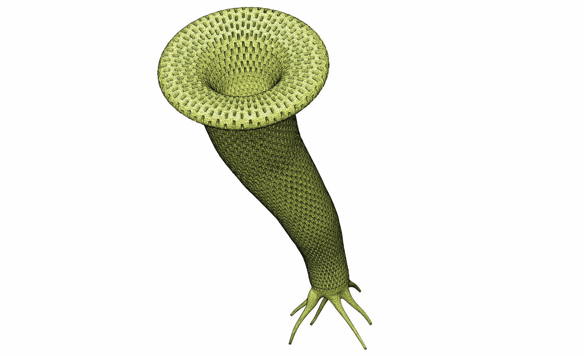 Sponge - Ventriculites radiatus