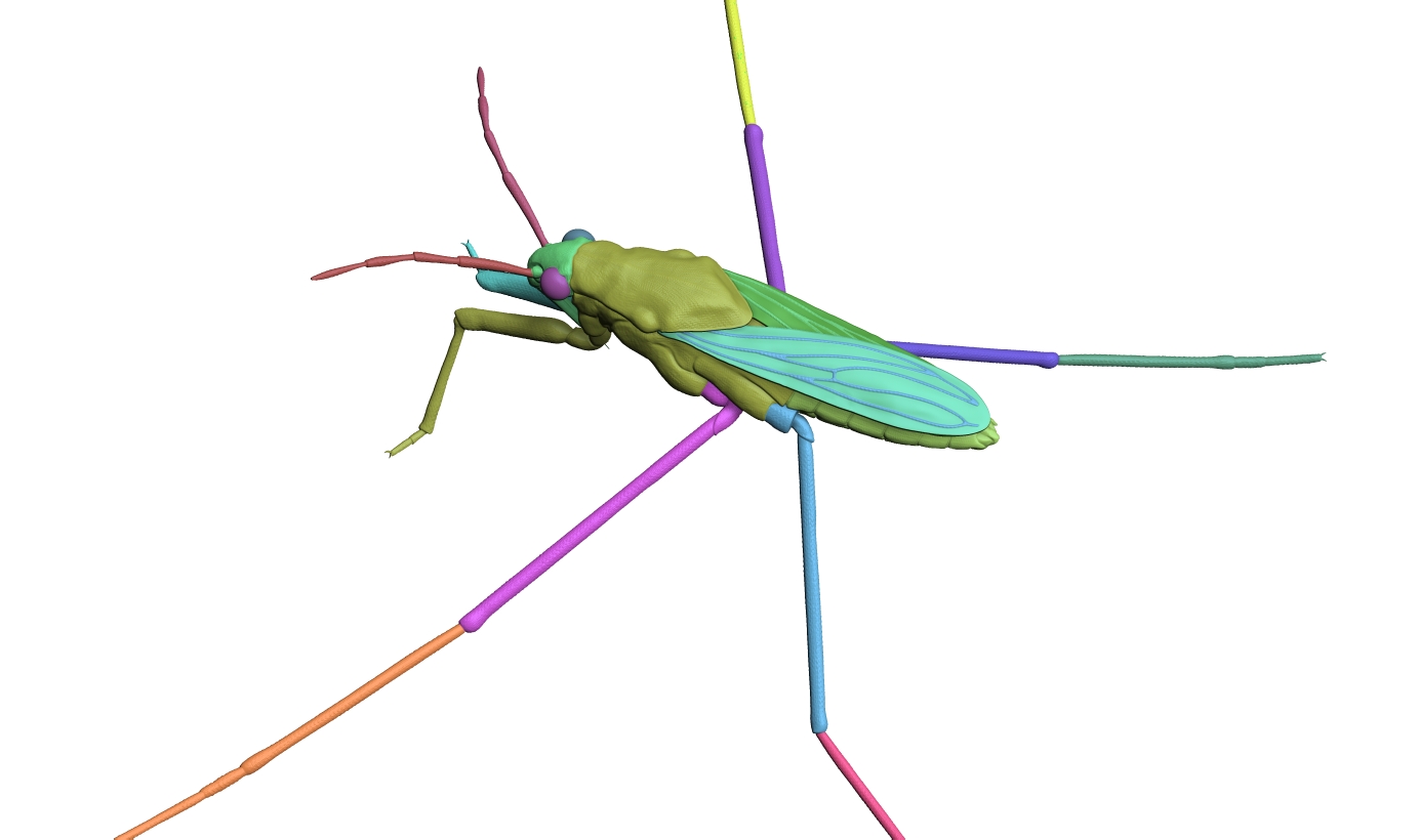 Water strider -Gerridae